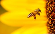 BEEcosystem lance la ruche à installer dans son salon