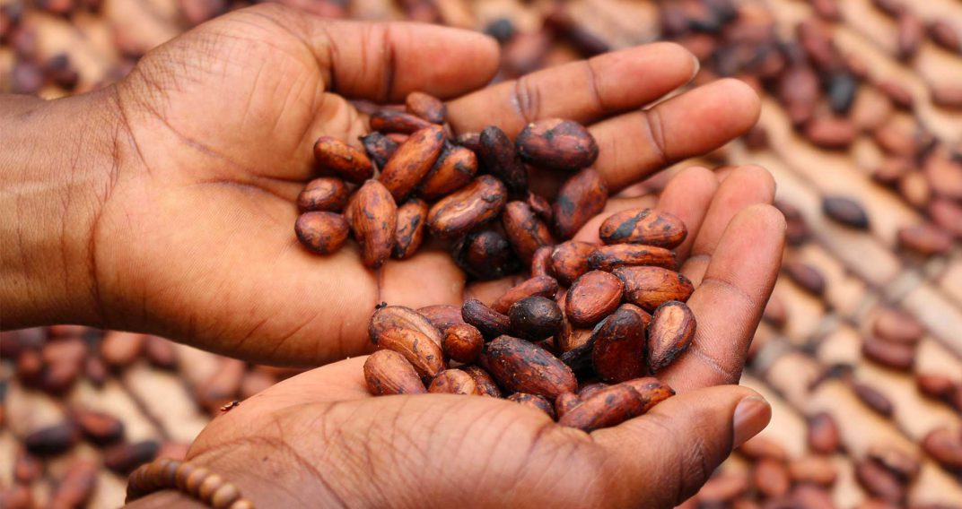 cacao-freres-lauzea